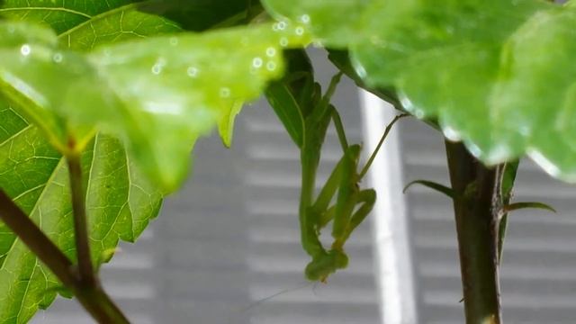 Praying mantis bathes after being misted смотреть онлайн