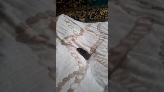 Тренируем мышей смотреть онлайн