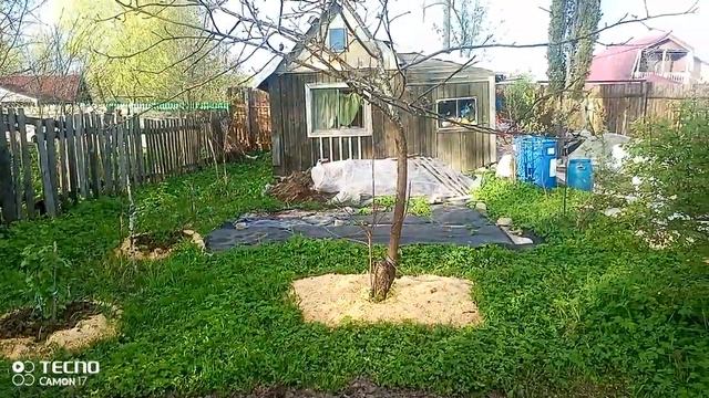 мои #посадки#моркови и роза 🌹 смотреть онлайн