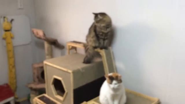 Кошки приюта кожухово смотреть онлайн