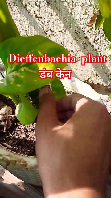 Dieffenbachia plant  डब कन   gardening dieffenbachia