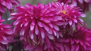 ГЕОРГИН - Осенний Король