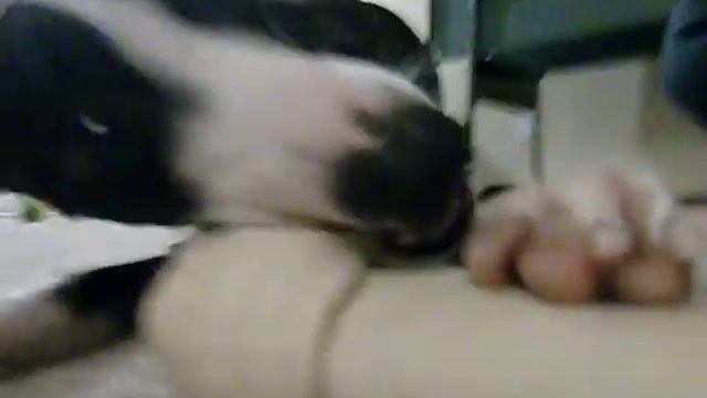 Nimbus 2000 Chewing His Bone смотреть онлайн