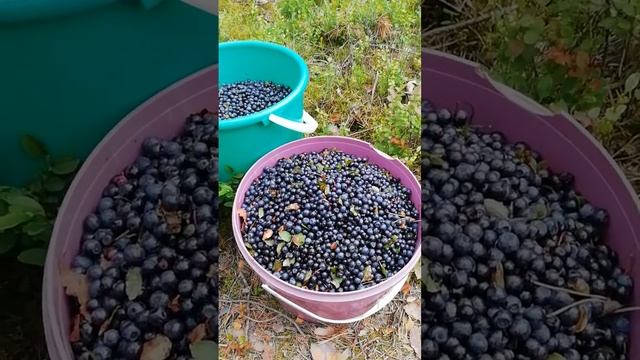 Черника лесная - 3 часть 11 июля 2020 г.