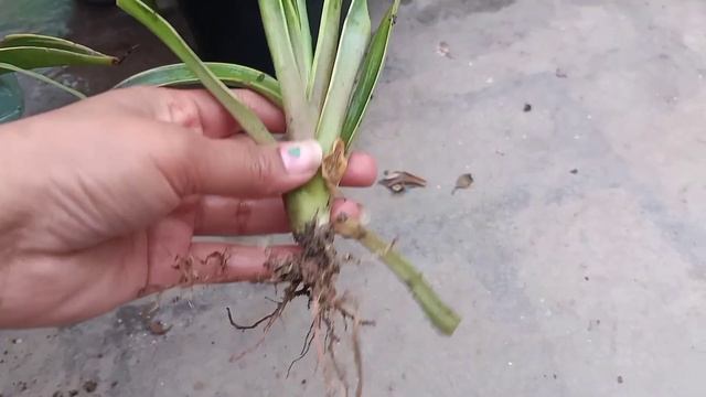 मई में फ्री में बनाए ढ़ेरों पौधें/Multiply plants/Root division/Summer permanent plants