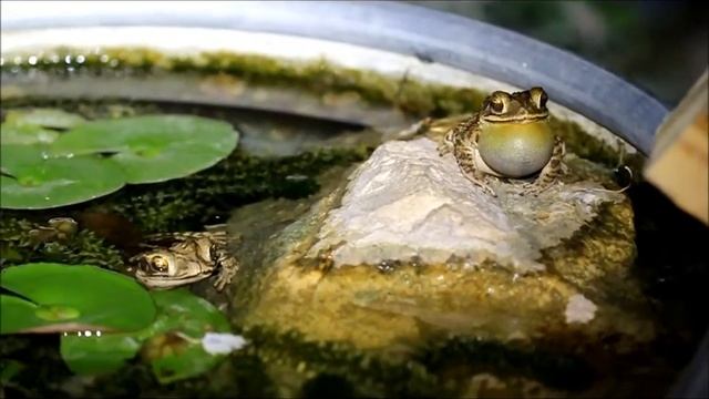 Gulf Coast Toads in my pond смотреть онлайн
