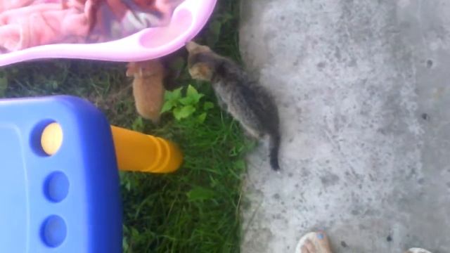 Кот и кролик