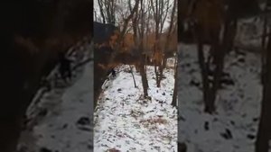 Амур и Тимур