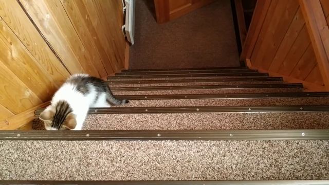 Знакомство Шмеля с лестницей. Ч.2 смотреть онлайн