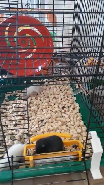 Сирийские хомяки смотреть онлайн