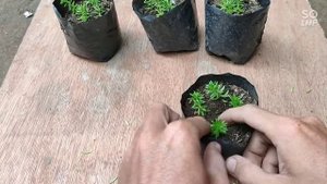 How to Propagate Sedum Reflexum "Lemon Ball"