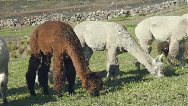 Story of Inca Tops Yarn in Peru смотреть онлайн