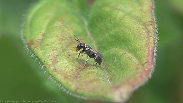 Yellow-faced Bee (Hylaeus sp) Blowing Nectar Bubbles - Brighton, June 2022 смотреть онлайн