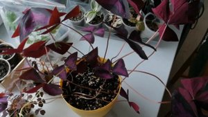 Рабочий способ вырастить пышную кислицу бабочку. Часть 2.