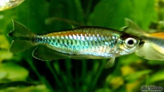 Congo Tetra Fish (Lufundi Fish) смотреть онлайн