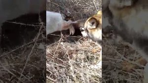 охота на барсука 2015