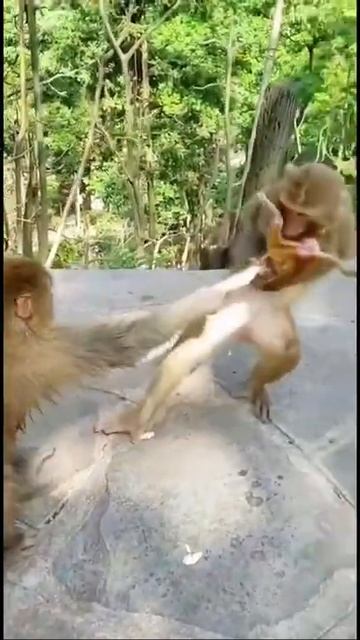 Грабить детей обезьяны животных для вас смотреть онлайн