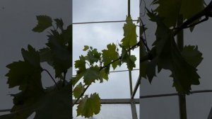 В июле виноград поспел на перголе, немного о нагрузке, формировке и обработках