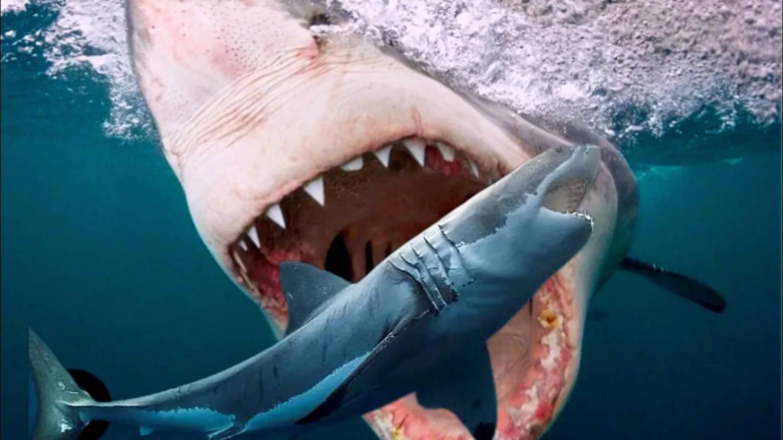 Тигровая акула против большой белой – Кто окажется сильнее? смотреть онлайн