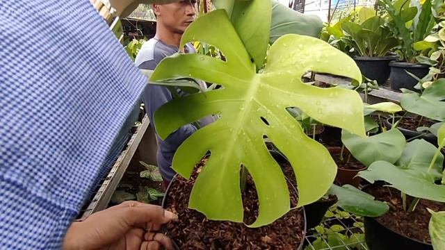 JANGAN BILANG HOAX SEBELUM MENONTON!!INI DIA LAIN DARI YG LAIN,UPS BELUM BANYAK YG TAU.....#part 1
