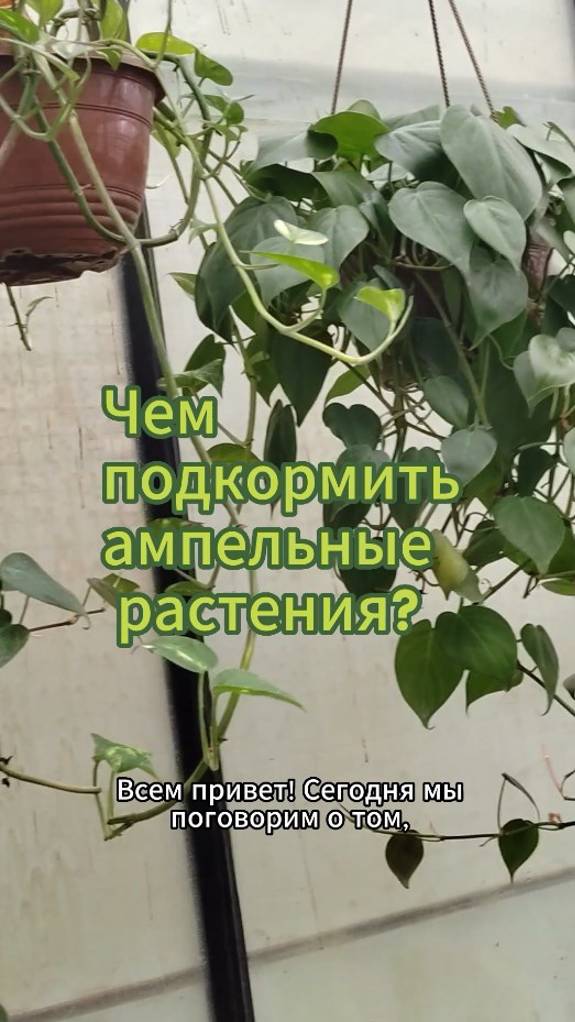 Чем подкормить ампельные растения #shorts #ампельнаяпетуния