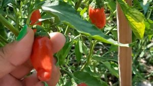 Peter Pepper Chili | Siling Hugis Titi