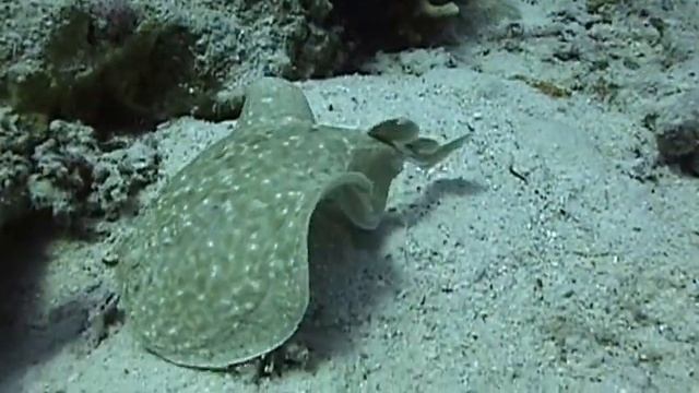 Divemaster jobb i Naama bay Egypt смотреть онлайн