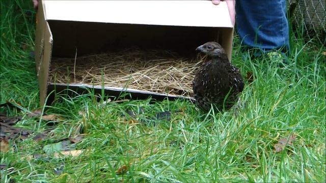 Arrivée d'un couple de Faisan Mikado смотреть онлайн