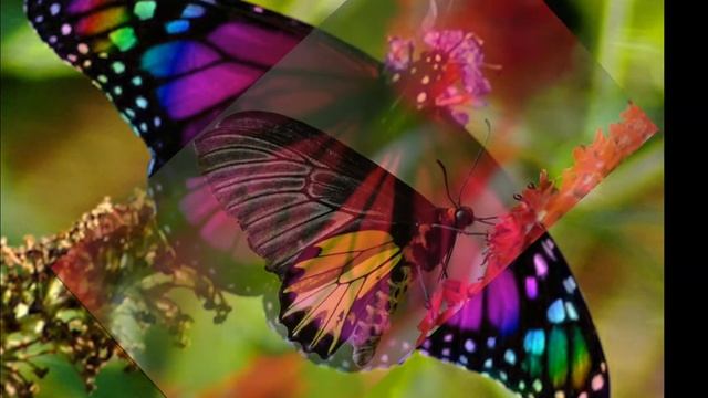 10 Most Beautiful Butterflies In The World смотреть онлайн
