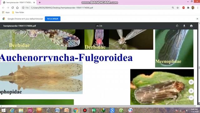 hemiptera part 2 смотреть онлайн