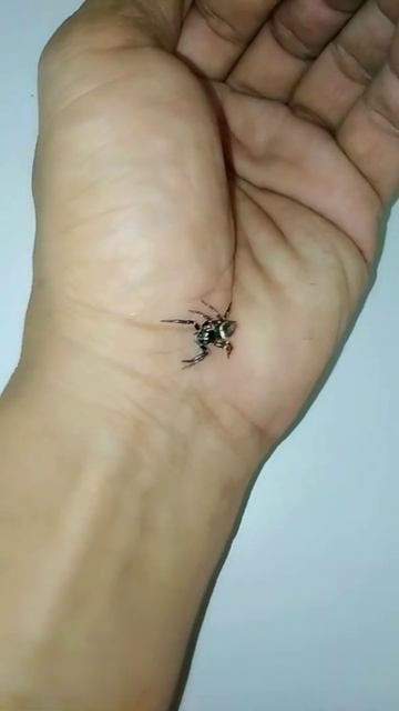 Black & white jumping spider смотреть онлайн