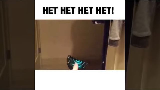 Хаски против заколки