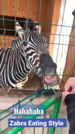 Zebra funny Eating Style  #shorts #youtubeshorts #shortvideo #simpleshort #ytshorts #funny #zabra