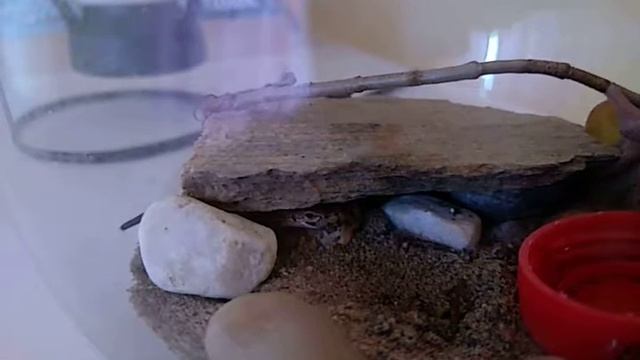 Feeding Sand Lizard with caterpillar / Прыткая ящерица ест гусеницу