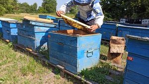 Пересадка роя 17.07.21. Як пересадити рій з ловушки.
