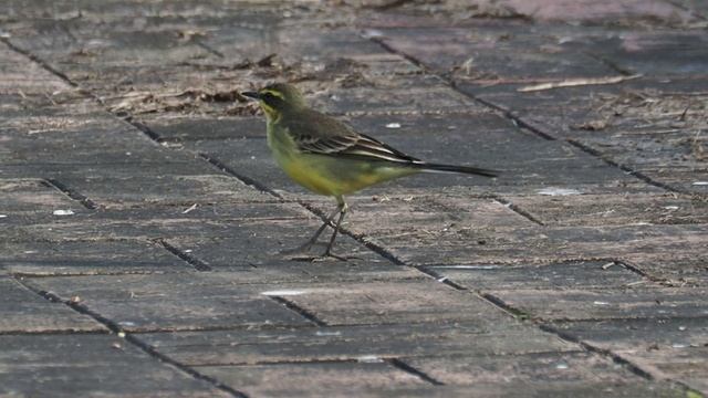 1091102基隆河機場段東方黃鶺鴒 (Motacilla tschutschensis) 覓食
