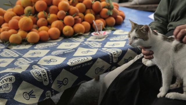 Город кошек - Kedi