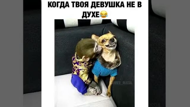 Когда твоя девушка на в духе) смотреть онлайн