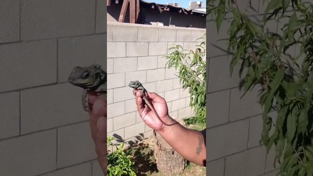 Calotes bachae смотреть онлайн