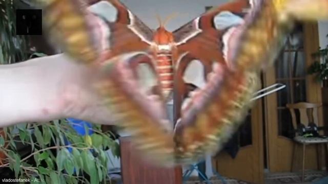 Ngengat Raksasa Asli Asia Tenggara Ditemukan di A S, Bikin Ilmuwan Bingung dan Pemerintah Cemas смотреть онлайн