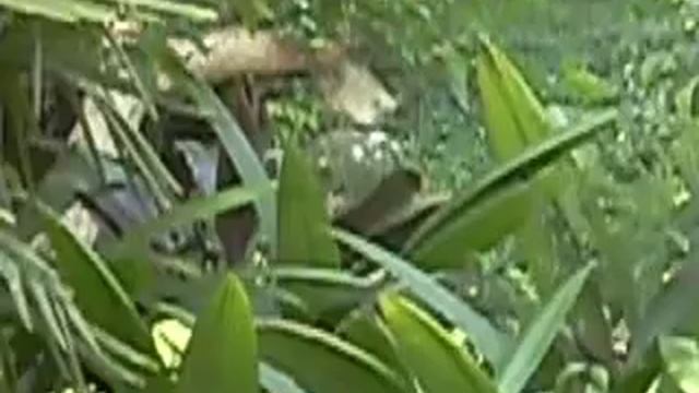 Tigre-branco (Panthera tigris)- white tiger