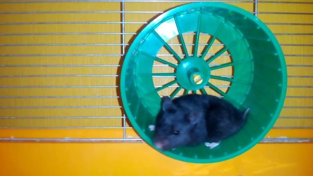 Хомяк Рокки Бальбоа смотреть онлайн