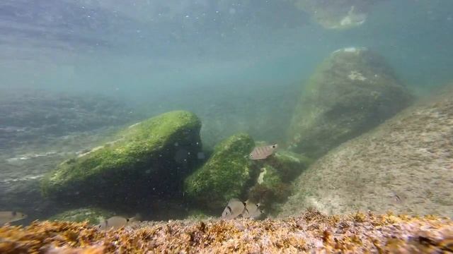 Diplodus sargus смотреть онлайн