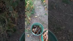 Урожай моркови сортов Вита-Лонга, Факир