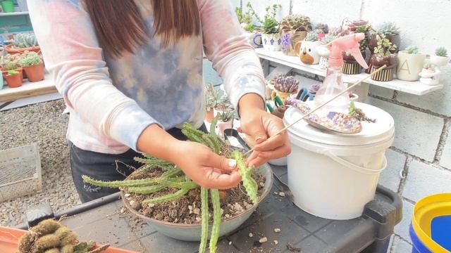 Cactus 🌵 ||mantenimiento a una maceta con cactus que tenía dos años sin revisar. смотреть онлайн