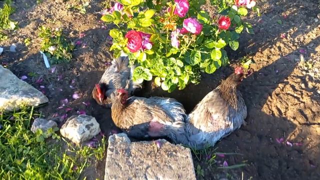 Мараны - эстеты 😂😂😂 смотреть онлайн