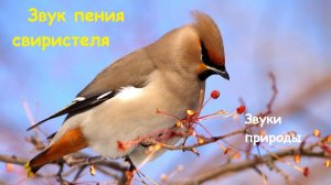 Пение свиристеля. Звуки природы