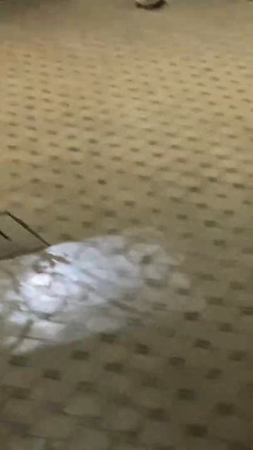 Как проводят время зайцы и кот смотреть онлайн