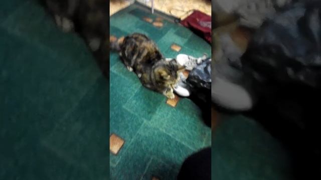 Кошка сошла с ума потом отрезвилась смотреть онлайн