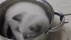 Я уеду на кухню